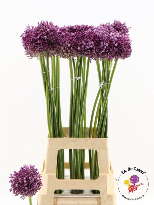 <h4>Allium Jasmine</h4>
