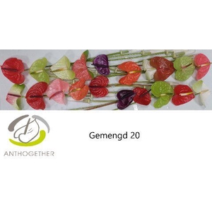 Anth A Mix 9 cm X20 Spek Flowers