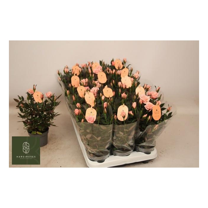 <h4>RO ROSAROMA PINK</h4>