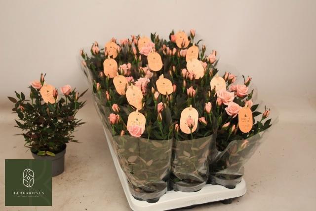 <h4>RO ROSAROMA PINK</h4>