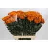 Tagetes Marigold Promise Orange