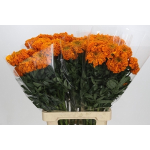 Tagetes Marigold Promise Orange
