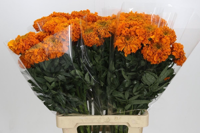 Tagetes Marigold Promise Orange