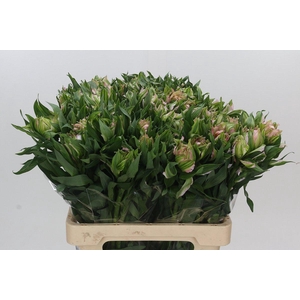 Alstroemeria Astronova Thabit
