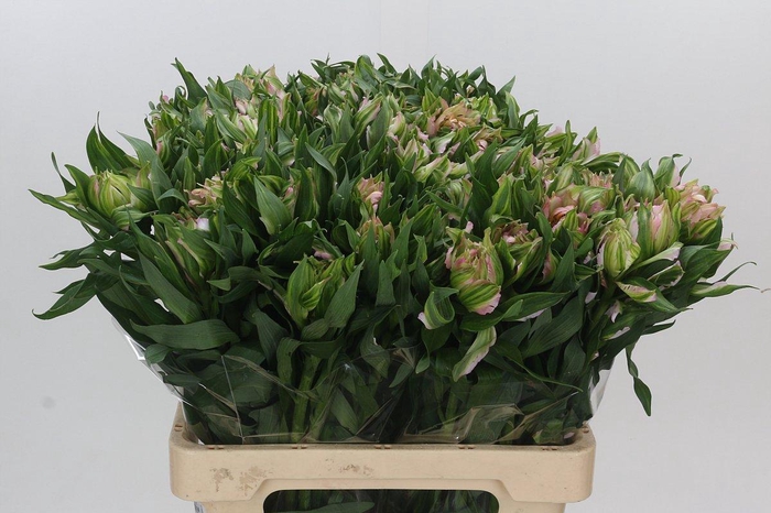 <h4>Alstroemeria Astronova Thabit</h4>