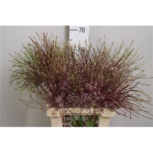 Allium Schubertii