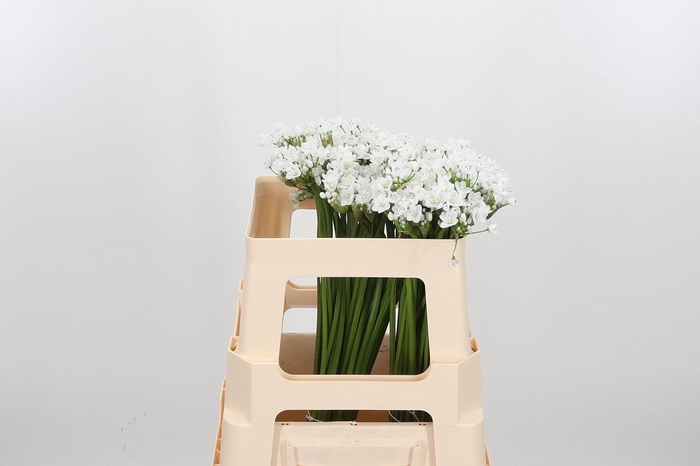 <h4>Allium Flocon</h4>