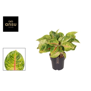 Aglaonema Iguana Red