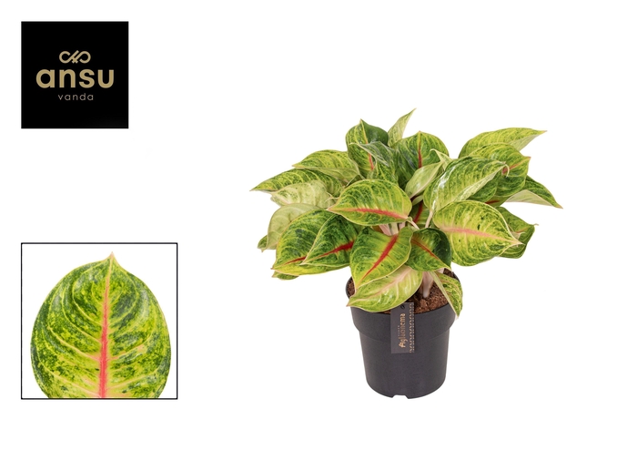 <h4>Aglaonema Iguana Red</h4>