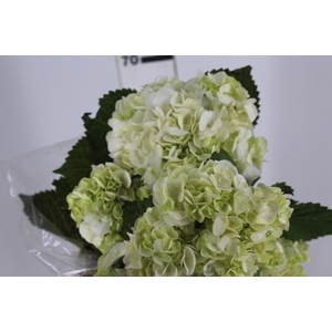 HORTENSIA 050 CM BRANCO