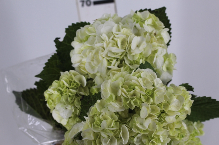 <h4>HORTENSIA 050 CM BRANCO</h4>