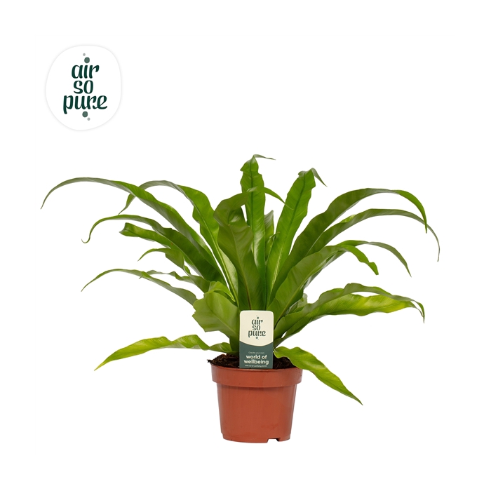 <h4>Asplenium antiquum - Air So Pure</h4>