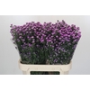 Aster Baby Pink