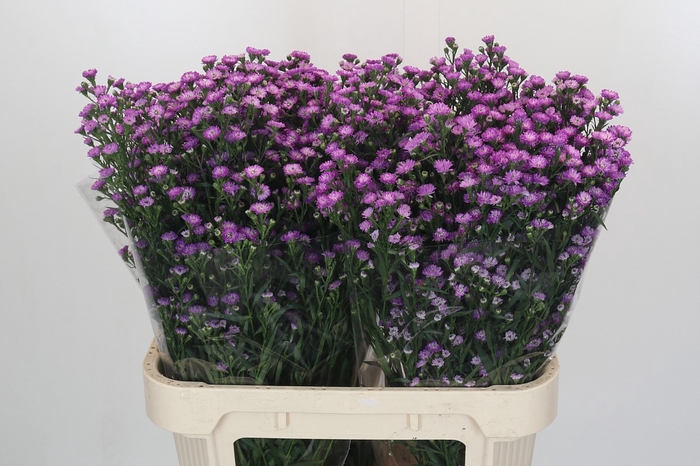 <h4>Aster Baby Pink</h4>