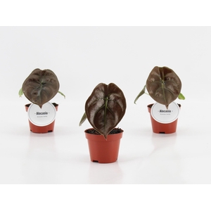 Alocasia Red Secret P6