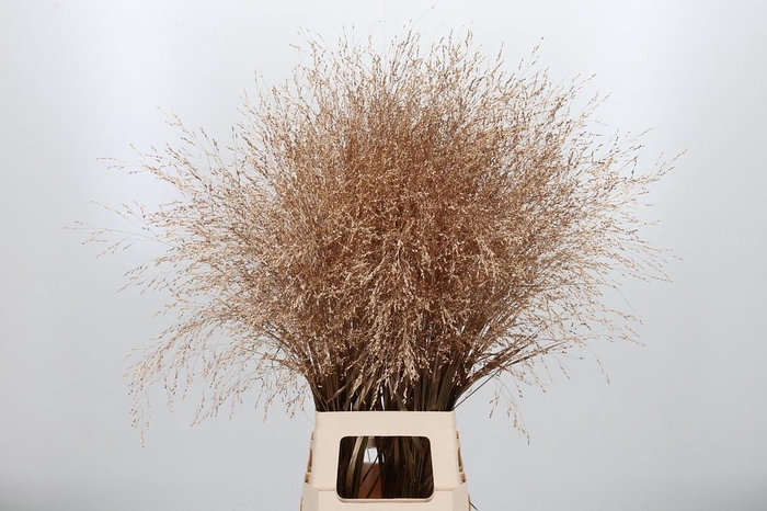 <h4>Panicum Kl Bh Antiek Goud</h4>