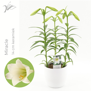 Lilium longiflorum 'Miracle' 14 cm wit keramiek (or. lelie)