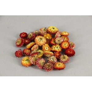 DF Helichrysum Head Orange