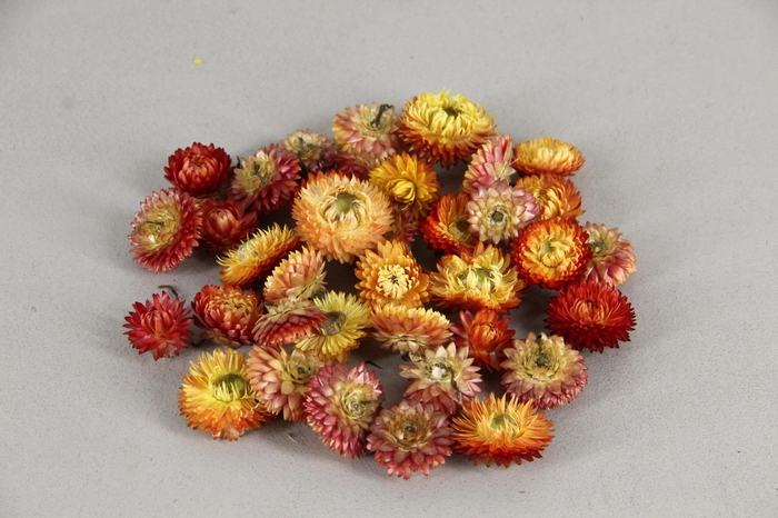 <h4>DF Helichrysum Head Orange</h4>