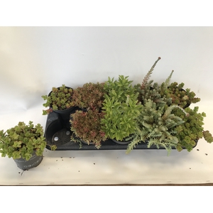 SEDUM OV