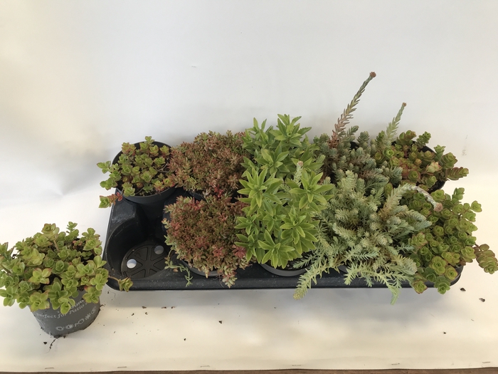 <h4>SEDUM OV</h4>