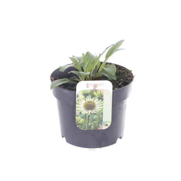 <h4>Echinacea purpurea Espinoso Green</h4>