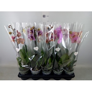 Phalaenopsis   ...mix