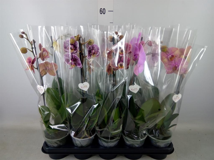 Phalaenopsis   ...mix