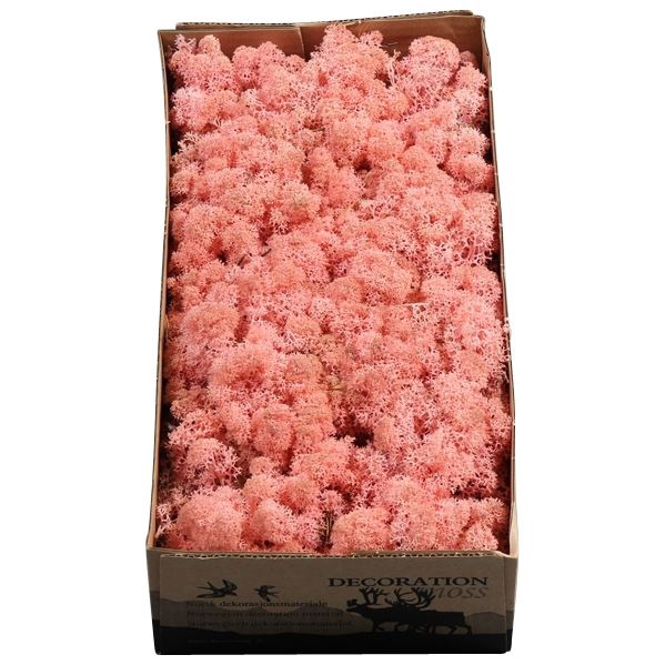 <h4>Ijslandmos (reindeer) Licht Roze</h4>