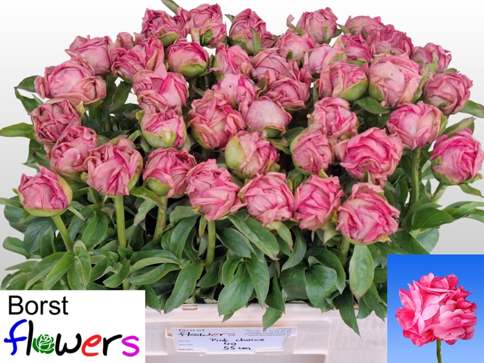 <h4>PAEO PINK CHOICE</h4>