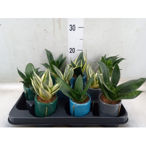 Sansevieria trifa.   ...