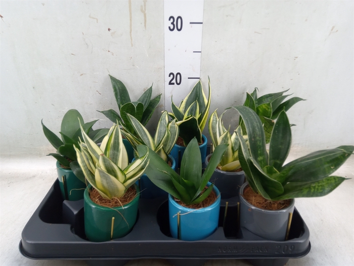 <h4>Sansevieria trifa.   ...</h4>