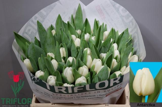 <h4>TU EN ANTARCTICA</h4>