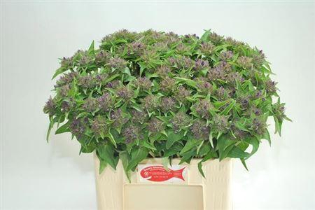 <h4>Campanula Glom Superbabe</h4>