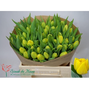 TU DU DOUBLE TROUBLE