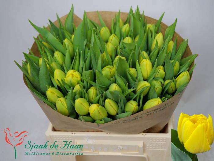 <h4>TU DU DOUBLE TROUBLE</h4>