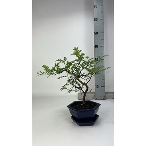 Zanthoxylum piperitum, pot 14cm, with driptray (single item)