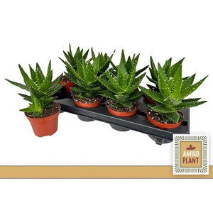 ALOE PERFOLIATA