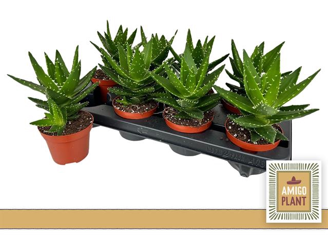 <h4>ALOE PERFOLIATA</h4>