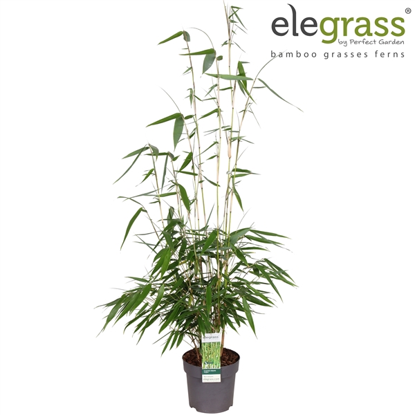 <h4>Fargesia robusta 'Pingwu' P14</h4>