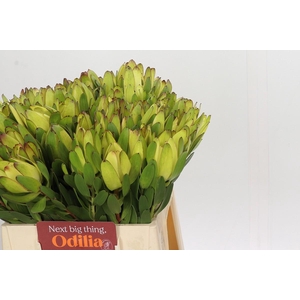 Leucadendron Goldstrike