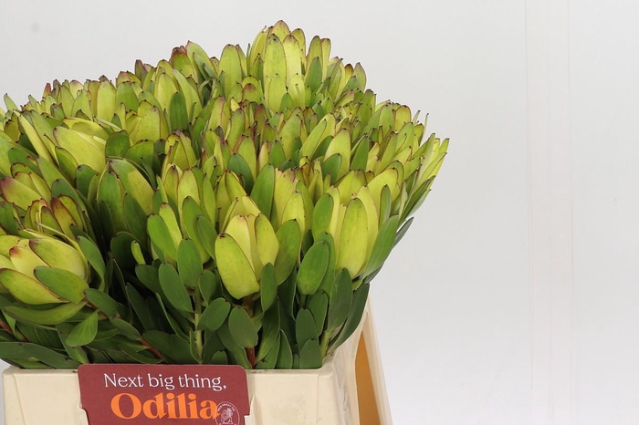 <h4>Leucadendron Goldstrike</h4>