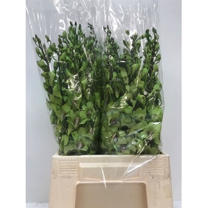 Dendro Green Sg