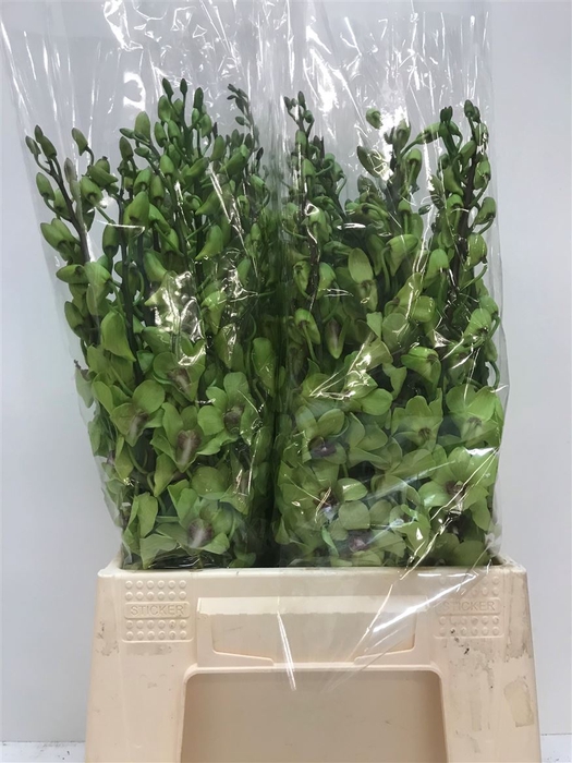 <h4>Dendro Green Sg</h4>