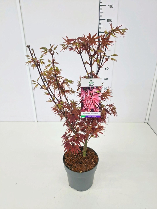 <h4>Acer palmatum Pixie</h4>