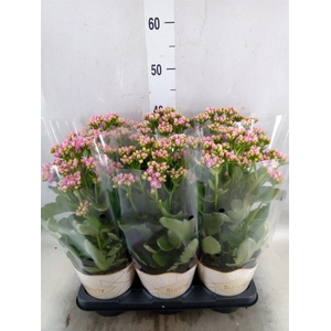 Kalanchoe  'RoseFlow Graceful Pink'