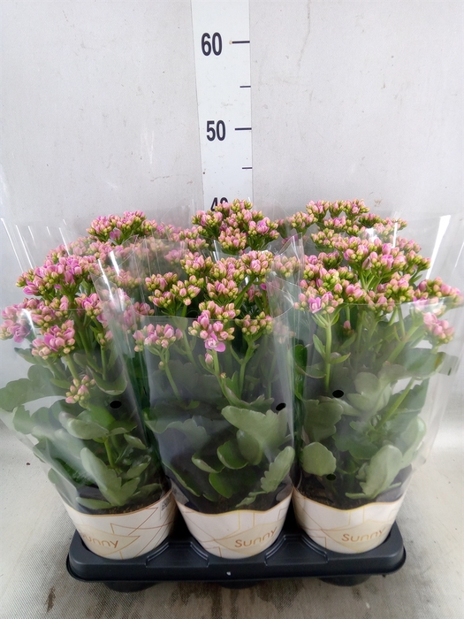 <h4>Kalanchoe  'RoseFlow Graceful Pink'</h4>