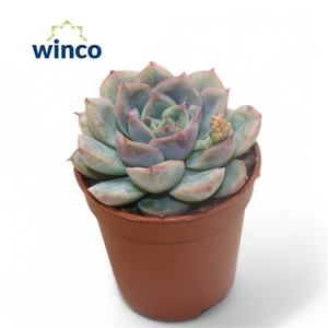 Echeveria Pulidonis Grey