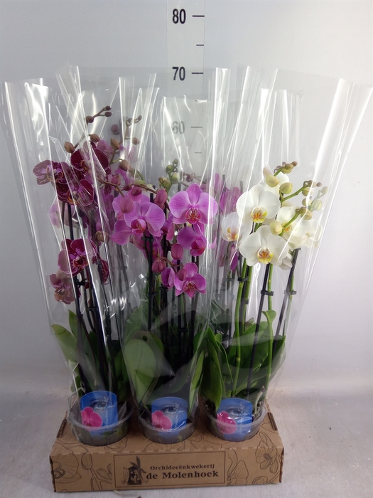 <h4>Phalaenopsis   ...mix  3</h4>