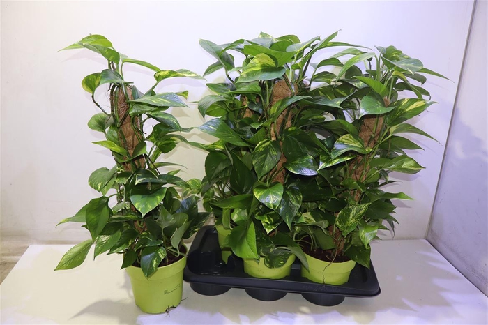 <h4>arr8 Epipr Mosstok</h4>